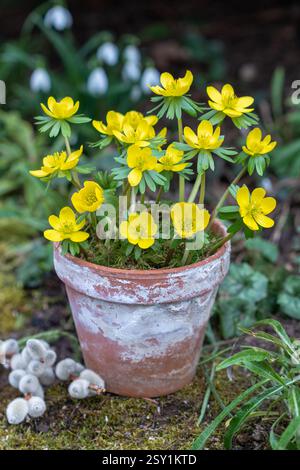 aconite d'hiver dans un pot en terre cuite vintage dans le jardin Banque D'Images