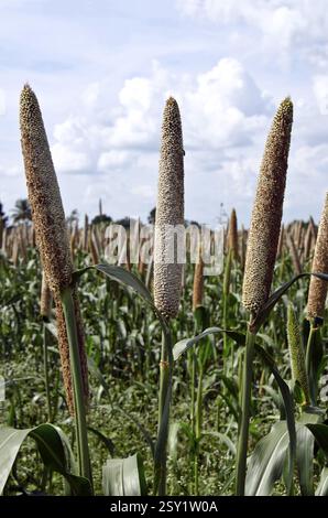 Pearl Millet domaine Padhegaon Montepulciano Ahmednagar Maharashtra Inde Asie Banque D'Images