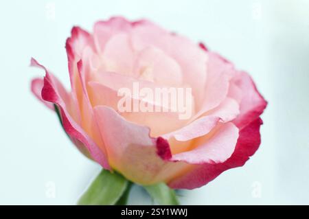 Fleur de rose Pune Maharashtra Inde Asie Banque D'Images