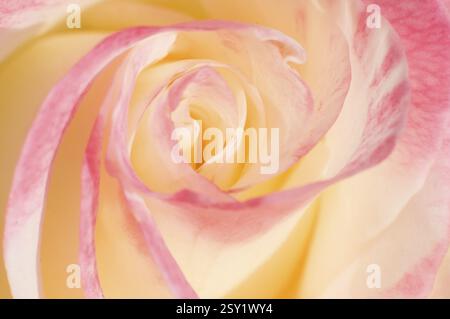 Pétales de fleur rose Pune Maharashtra Inde Asie jan 2012 Banque D'Images