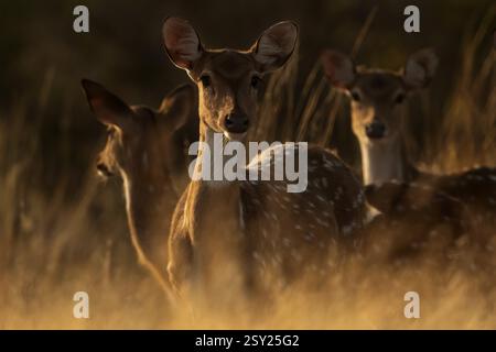 Portrait de cerfs ponctués axe debout dans l'herbe sèche dans le parc national de Ranthambhore, Inde, Asie Banque D'Images