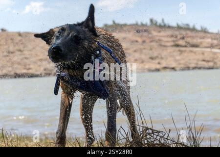 Capture vivante d'un jeune berger belge secouant l'eau, des gouttelettes scintillant au soleil au bord d'un lac serein. Parfait pour les thèmes de la nature, vi Banque D'Images
