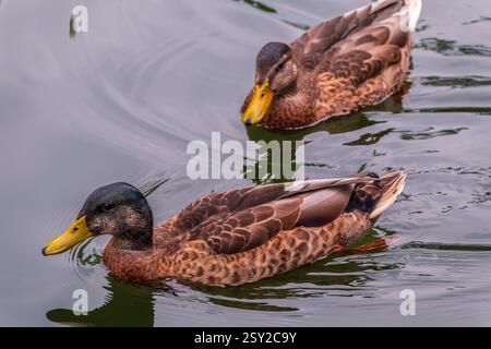 Un couple de canards colverts naissent dans la rivière. Canards colverts, nom latin Anas platyrhynchos, mâles et femelles Banque D'Images