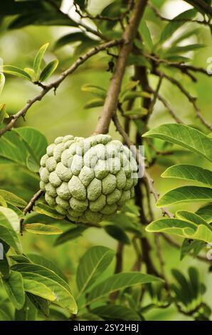 Pearl Millet domaine Padhegaon Montepulciano Ahmednagar Maharashtra Inde Asie Banque D'Images