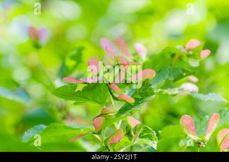 Graines d'érable rose vif, également connu sous le nom de samaras, poussant parmi les feuilles vertes luxuriantes. La lumière du soleil filtre à travers, créant un arrière-plan doux et naturel. Banque D'Images