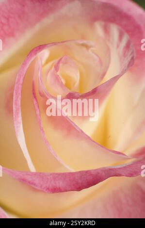 Pétales de fleur rose Pune Maharashtra Inde Asie jan 2012 Banque D'Images