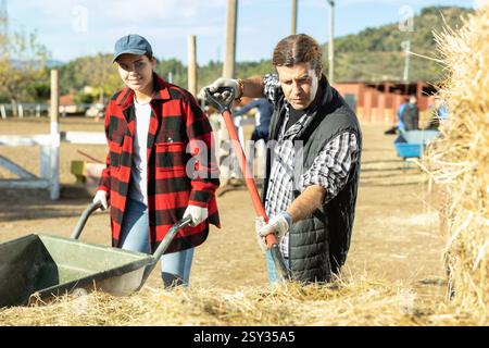 Une jeune femme qualifiée et un homme adulte puent du foin dans une brouette pour prendre soin des chevaux pendant le travail sur le ranch Banque D'Images