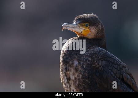 Portrait d'un grand cormoran (Phalacrocorax carbo). Kanagawa, Japon. Banque D'Images