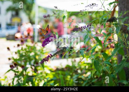 Un papillon monarque, photographié une faible profondeur de champ, vole vers un Buisson de papillons ou Bouddleja pendant un après-midi d'été sur la place de la ville de Woodstoc Banque D'Images