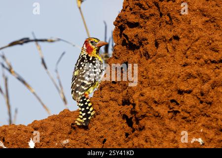 Un barbet rouge et jaune (Trachyphonus erythrocephalus) perché et se nourrissant sur un termitier dans le parc national de Tarangire, Tanzanie, Afrique Banque D'Images