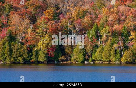 Tapisserie de cèdres, bouleaux et érables au bord du lac Stukely, parc national du Mont-Orford, Québec, Canada. Banque D'Images