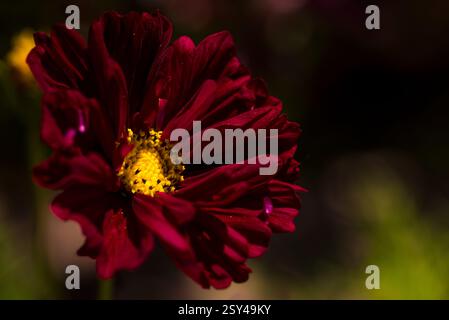 Fleur de fleur rouge vibrante avec centre jaune en éclairage naturel Banque D'Images