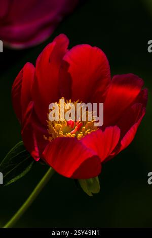 Gros plan d'une fleur de pivoine rouge éclatante avec un centre jaune dans une lumière douce Banque D'Images