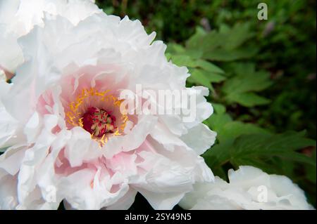 Gros plan d'une délicate fleur de pivoine rose et blanche dans un cadre naturel Banque D'Images