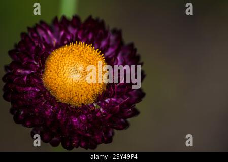 Gros plan de la fleur violette avec le centre jaune vibrant Banque D'Images