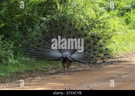Vue de paon masculin par derrière avec ses plumes largement ouvertes pour attirer un compagnon dans le parc national d'Udalawawe Sri Lanka Banque D'Images