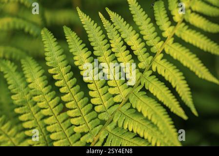 Gros plan de feuilles de fougère montrant différentes structures et nuances de vert Banque D'Images