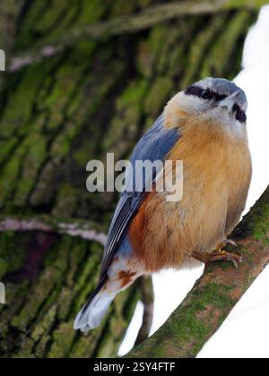 La noix eurasienne (Sitta europaea). assis sur une branche d'arbre Banque D'Images