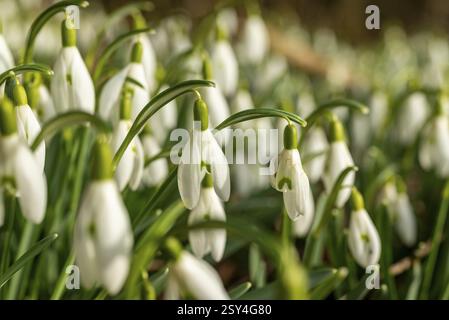 Gros plan hivernal de gouttes de neige fraîches fleurissant dans la nature, Rhénanie du Nord-Westphalie, Allemagne, Europe Banque D'Images