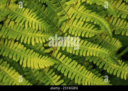 Image détaillée de feuilles de fougère avec différentes nuances de vert et de textures Banque D'Images