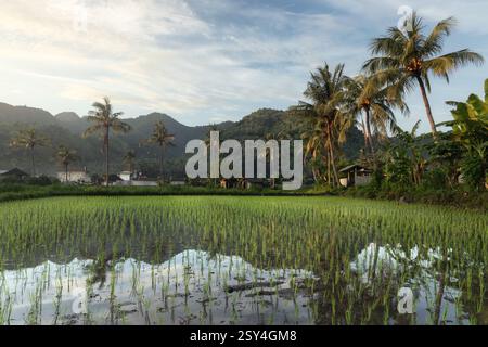 Rizières agricoles rurales, cocotiers et paysage tropical pittoresque du village d'Amed sur l'île de Bali, district de Karangasem Banque D'Images