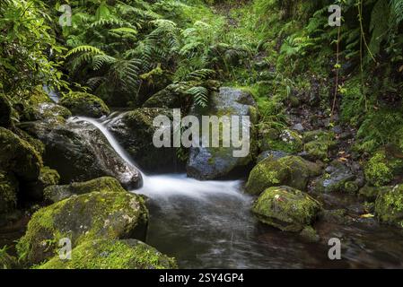 Un petit ruisseau coule sur des roches couvertes de mousse au milieu d'une forêt dense, Levada da Achada Grande Boaventura, Madère, Portugal, Europe Banque D'Images