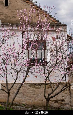 Arbres roses en fleurs devant une petite vieille maison blanche dans la Serbie rurale au printemps Banque D'Images