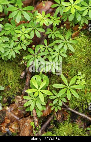 Les feuilles vertes de bois, les feuilles d'automne et la mousse verte forment un motif de plancher forestier dense, remplissant le format, basse-Saxe, Allemagne, Europe Banque D'Images