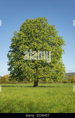 Un seul grand arbre, un châtaignier commun (Aesculus hippocastanum), avec un feuillage luxuriant sur une prairie verte sous un ciel bleu clair, Emmerwiesen, Luegde, Banque D'Images