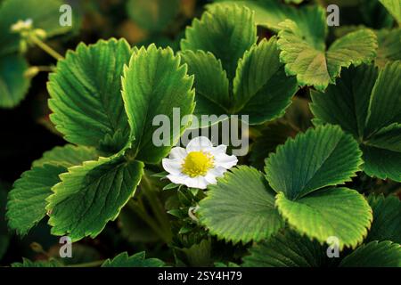 Fleur de fraise et feuilles en gros plan Banque D'Images