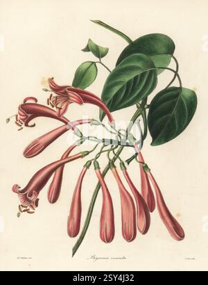 Flamevine ou trompette orange, Pyrostegia venusta. Belle bignonia, Bignonia venusta. Originaire du Brésil, Bolivie, Argentine et Paraguay, introduit par Lady Liverpool de Rio de Janeiro. Gravure sur cuivre colorée à la main par S. Nevitt d'après une illustration botanique par Augusta Withers de Benjamin Maund et le botaniste du révérend John Stevens Henslow, Londres, 1838. Augusta Innes Withers (1793  1877) était peintre de fleurs en ordinaire de la reine Adélaïde. Banque D'Images