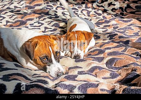 mignons jeunes jack russell terrier chiens se prélasser au soleil sur une couverture à imprimé de saut Banque D'Images