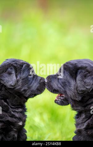 Deux drôles de chiots Labrador Retriever se regardent. Les chiots jouent sur l'herbe dans le jardin d'été. Photo verticale Banque D'Images