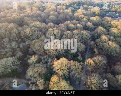 vue aérienne de la ruisselle commune sur le bord des puits tunbridge dans le kent Banque D'Images