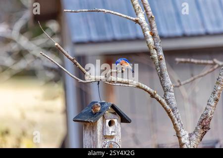 Une paire de bleus de l'est (Sialia sialis). Les oiseaux cherchent un lieu de nidification dans un nichoir dans le jardin. C'est un petit migrateur nord-américain Banque D'Images
