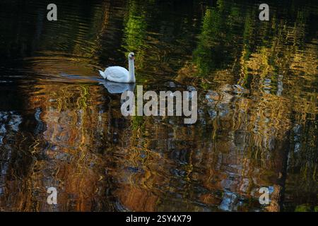 Un cygne blanc, des reflets dorés et du soleil d'hiver : scène tranquille sur une journée ensoleillée de décembre juste en dessous de l'église paroissiale du 13ème siècle à un endroit juste à Roseland, Cornwall, Angleterre, Royaume-Uni. Le ruisseau de marée St Just, sur la péninsule de Roseland, est une entrée de l'estuaire de la rivière FAL, menant à Carrick Roads et à la mer ouverte. Banque D'Images