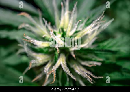 Plan macro de trichomes poilus sur un bourgeon de cannabis indica sativa en fleurs. Concept de culture de marijuana médicale Banque D'Images