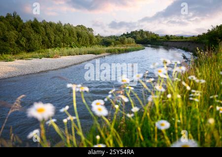 Belle vue d'été sur le fleuve Dniestr dans l'ouest de l'Ukraine. Paysage naturel pittoresque avec des fleurs de camomille et ciel nuageux Banque D'Images