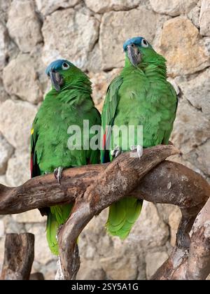 Deux perroquets verts éclatants perchés sur une branche de bois rustique contre un mur de pierre texturé, mettant en valeur leurs magnifiques couronnes bleues et leurs accents d'ailes rouges. Banque D'Images
