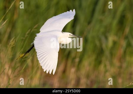 Petite aigrette (Egretta garzetta), en vol, vue de dessus, Italie, Campanie Banque D'Images