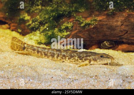 Loche de pierre (Noemacheilus barbulatus, Barbatula barbatula, Nemacheilus barbatulus), sur sol sablonneux, vue de côté, Allemagne Banque D'Images