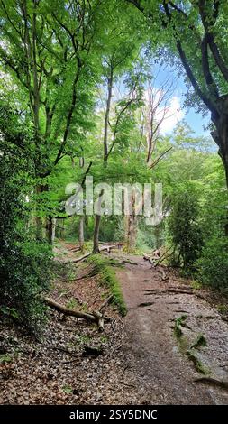 Arbre mort dans la forêt, Allemagne Banque D'Images