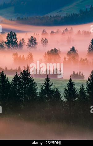 Gaufrettes de brume et d'arbres à la haute lande de Rothenthurm le matin, Suisse, Schwyz Banque D'Images