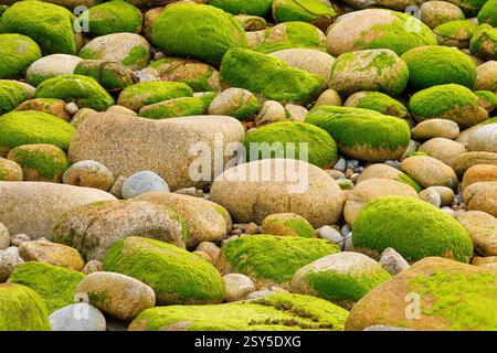 Pierres sur la côte qui ont été arrondies par le surf et sont partiellement envahies par les algues, France, Bretagne Banque D'Images
