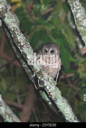 Hibou africain (Strix woodfordii), assis sur une branche la nuit, Ouganda, Parc National impénétrable de Bwindi Banque D'Images