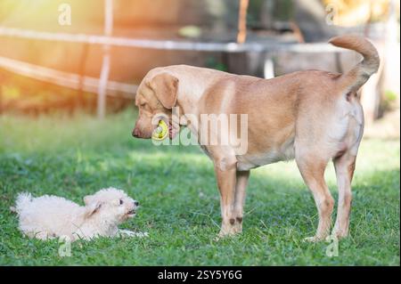 Deux chiens jouent sur la pelouse verte dans le parc le jour ensoleillé lumineux Banque D'Images