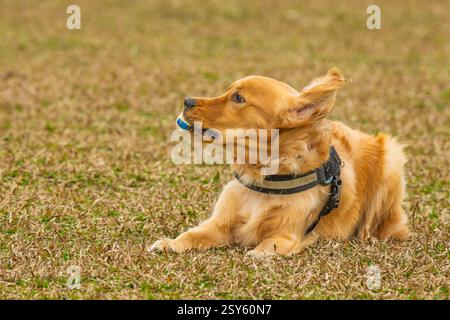 Un joli Golden retriever drôle avec une boule dans la bouche Banque D'Images