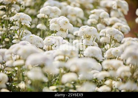 Gros plan de fleur blanche de chrysanthème fleurissant sur le champ Banque D'Images