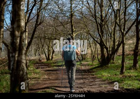 Randonneur marche le long d'un chemin bordé d'arbres tenant deux bâtons de randonnée. Banque D'Images