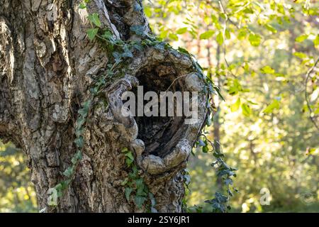grand creux dans un arbre, entouré de plantes grimpantes vertes, sur un fond de feuille floue, sert d'abri, de nid pour les petits animaux et les oiseaux Banque D'Images